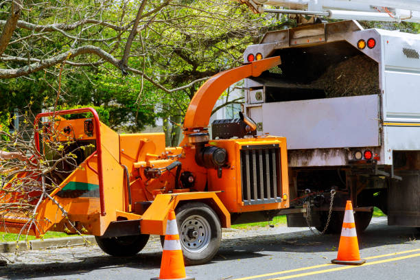 Best Commercial Tree Services  in Clearwater, MN